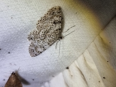 Thallogama corticola