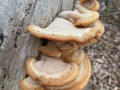 Phyllotopsis nidulans