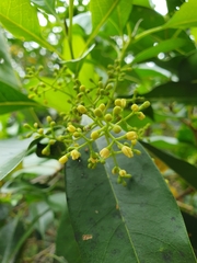 Chionanthus ramiflorus