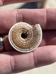 Architectonica nobilis