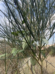 Araujia sericifera