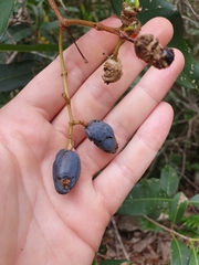 Chionanthus ramiflorus