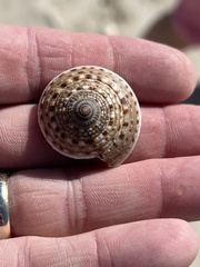 Architectonica nobilis