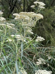 Ozothamnus ferrugineus