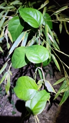 Schisandra arisanensis