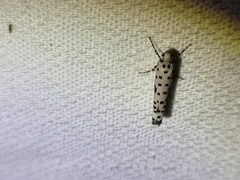 Yponomeuta internellus