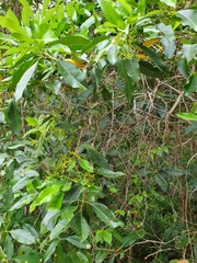 Chionanthus ramiflorus