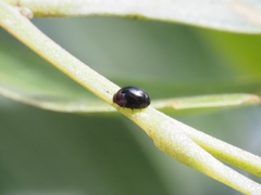 Phalacridae