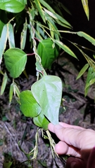 Schisandra arisanensis