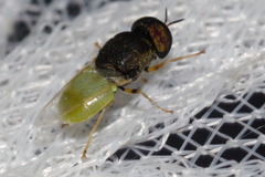 Oplodontha rubrithorax