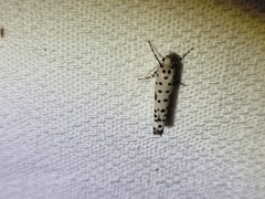 Yponomeuta internellus