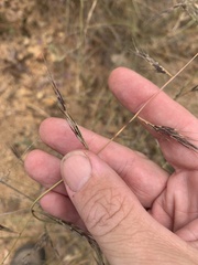 Aristida vagans