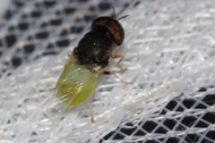 Oplodontha rubrithorax