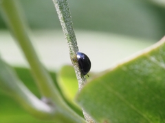 Phalacridae