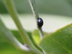 Phalacridae