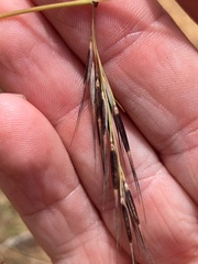 Aristida vagans