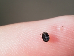 Phalacridae