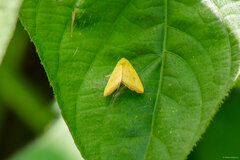 Marimatha botyoides