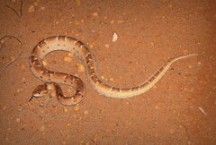 Bothrops pauloensis