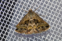 Acantholipes