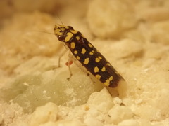 Paraulacizes thunbergi