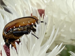 Trichostetha capensis hottentotta