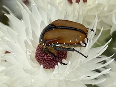 Trichostetha capensis hottentotta
