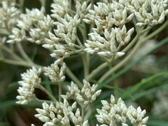 Ozothamnus ferrugineus