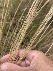 Austrostipa ramosissima