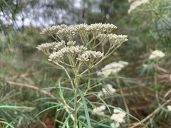Ozothamnus ferrugineus