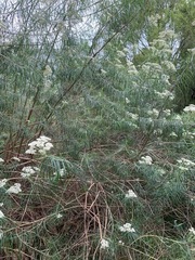 Ozothamnus ferrugineus