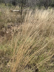 Austrostipa ramosissima