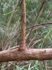 Ozothamnus ferrugineus