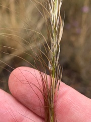 Austrostipa ramosissima