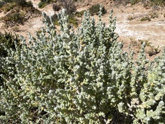 Dissocarpus paradoxus