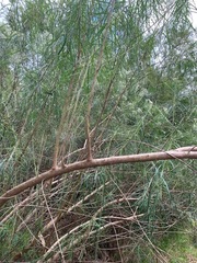 Ozothamnus ferrugineus