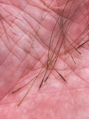 Austrostipa ramosissima