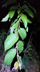 Ficus pumila awkeotsang