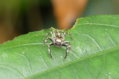 Colyttus