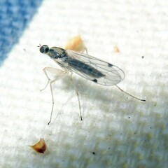 Chelifera