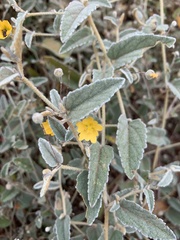 Sida fibulifera