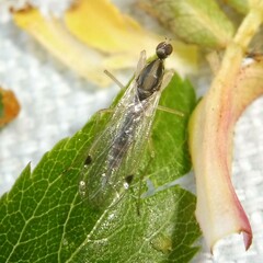 Chelifera