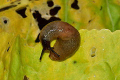 Krynickillus melanocephalus