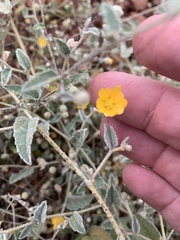 Sida fibulifera