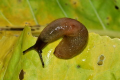 Krynickillus melanocephalus