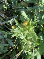 Helminthotheca echioides