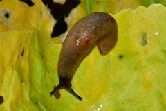 Krynickillus melanocephalus