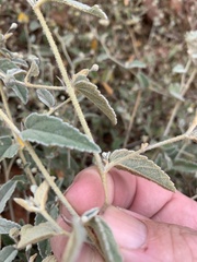 Sida fibulifera