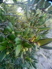 Sarcomphalus domingensis