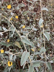 Sida fibulifera